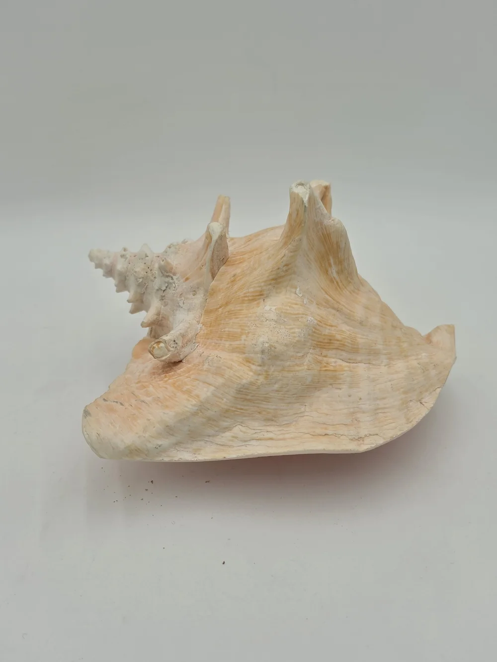 Queen Conch Shell – Large, Glossy Pink